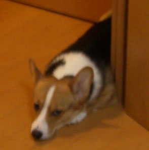 �����p�H